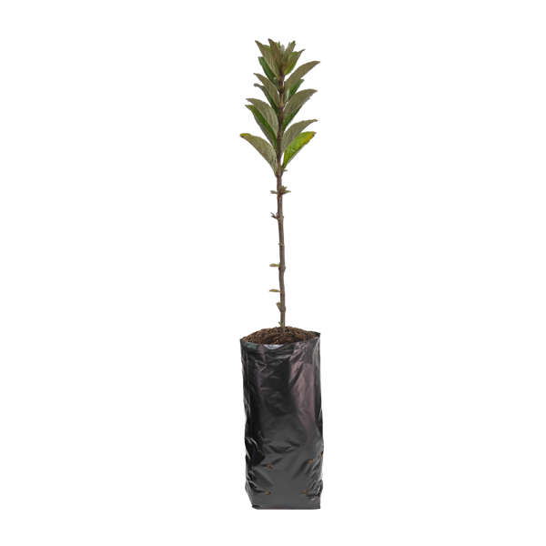 Planta de Qolle
