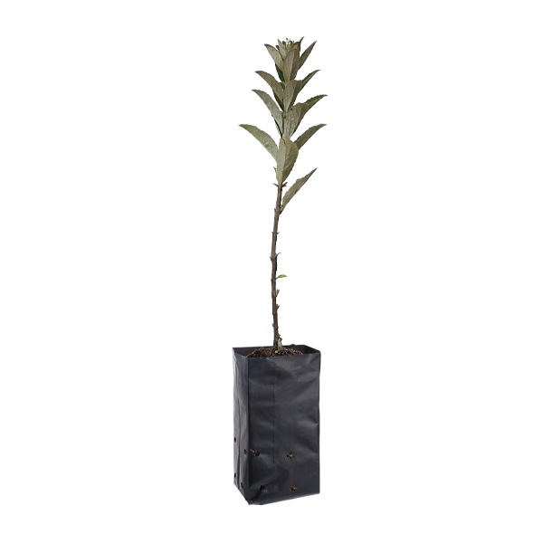 Planta de Qolle