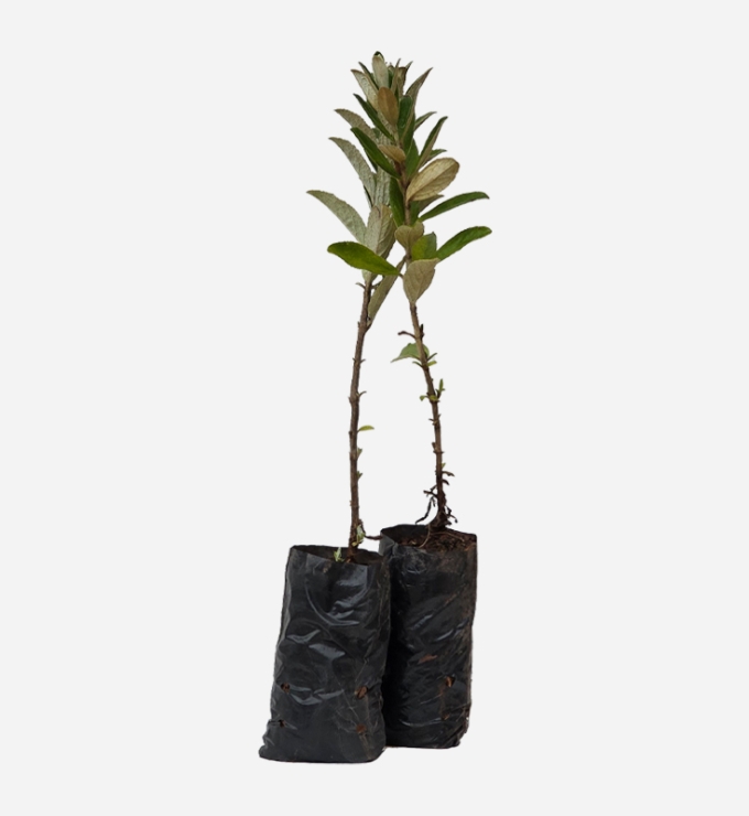 Planta de Qolle de 40cm de altura.