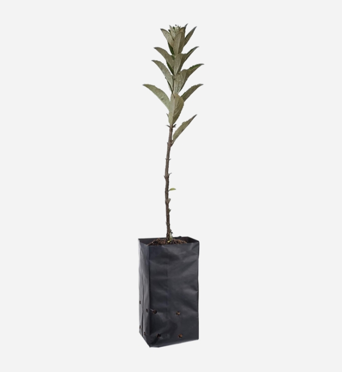 Planta de Qolle de 40cm de altura.