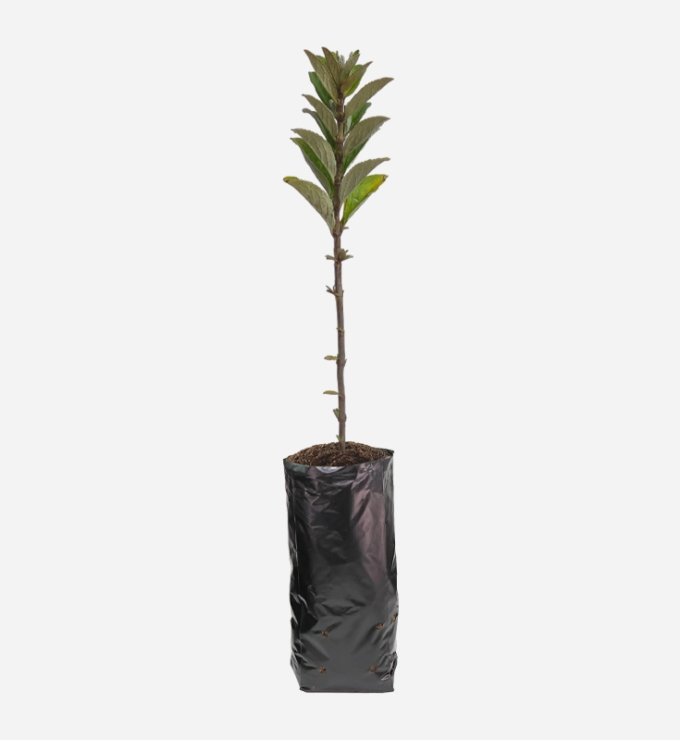 Planta de Qolle de 40cm de altura.
