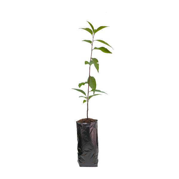 Planta de Capulí