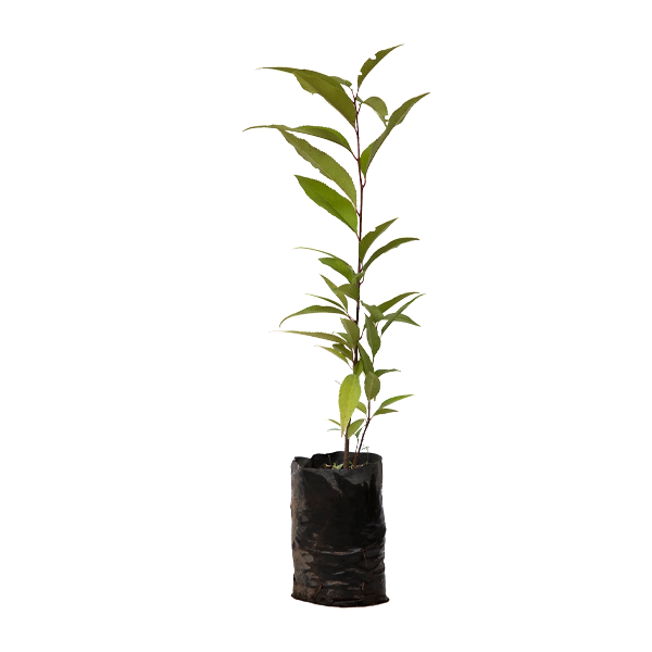 Planta de Capulí