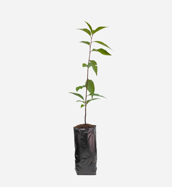 Planta de Capulí de 40cm de altura.