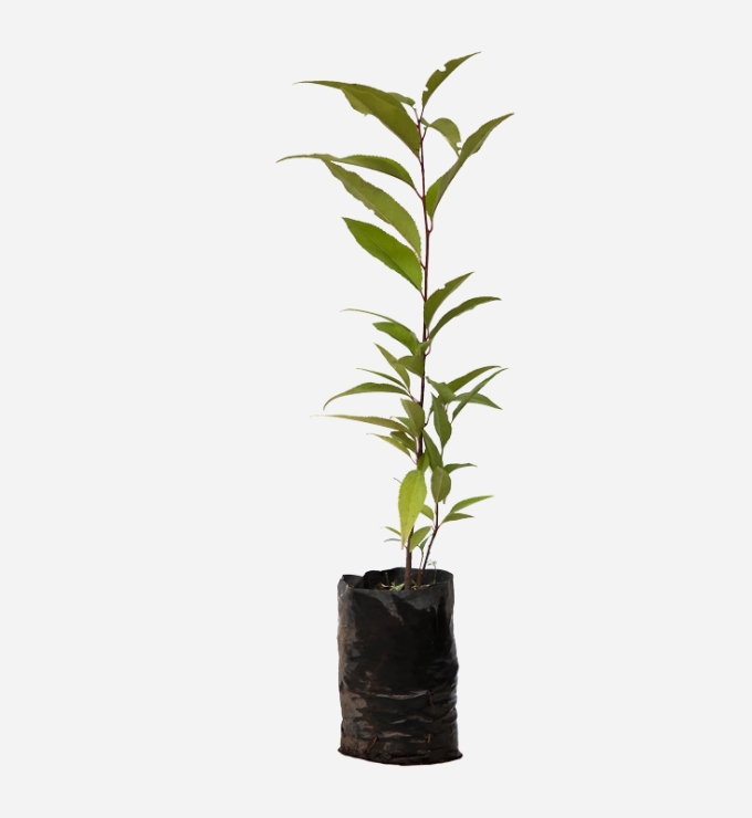 Planta de Capulí de 40cm de altura.