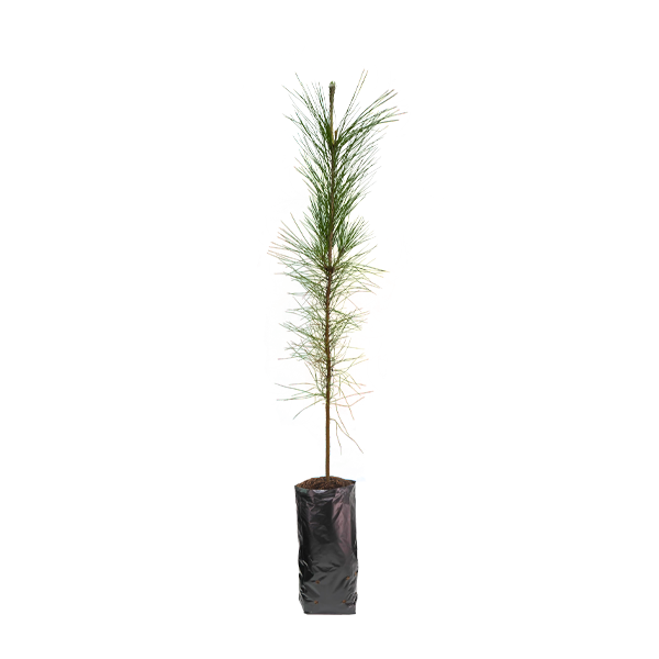 Planta de Pino Pátula