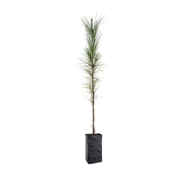 Planta de Pino Pátula