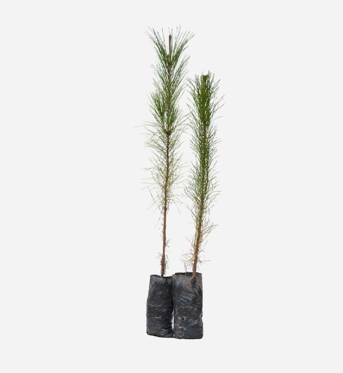 Planta de Pino Pátula de 40cm de altura.