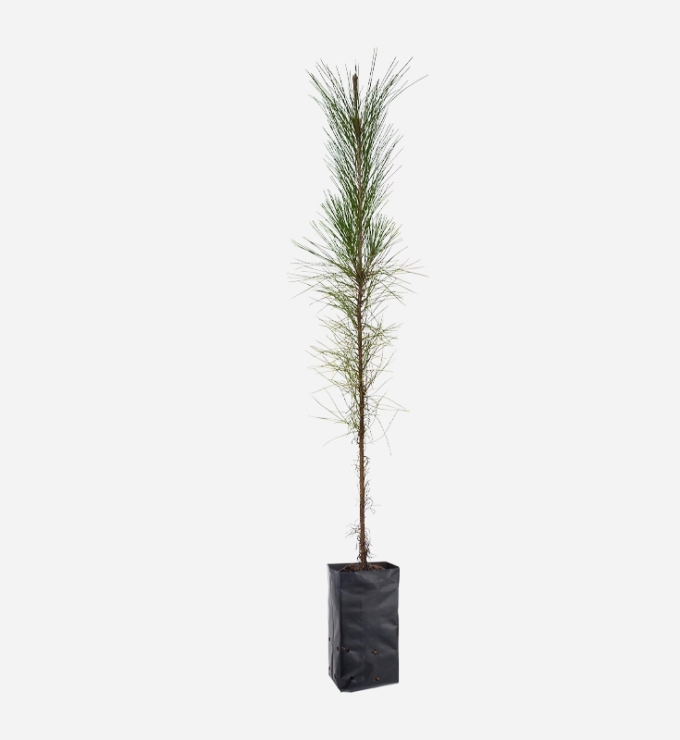 Planta de Pino Pátula de 40cm de altura.
