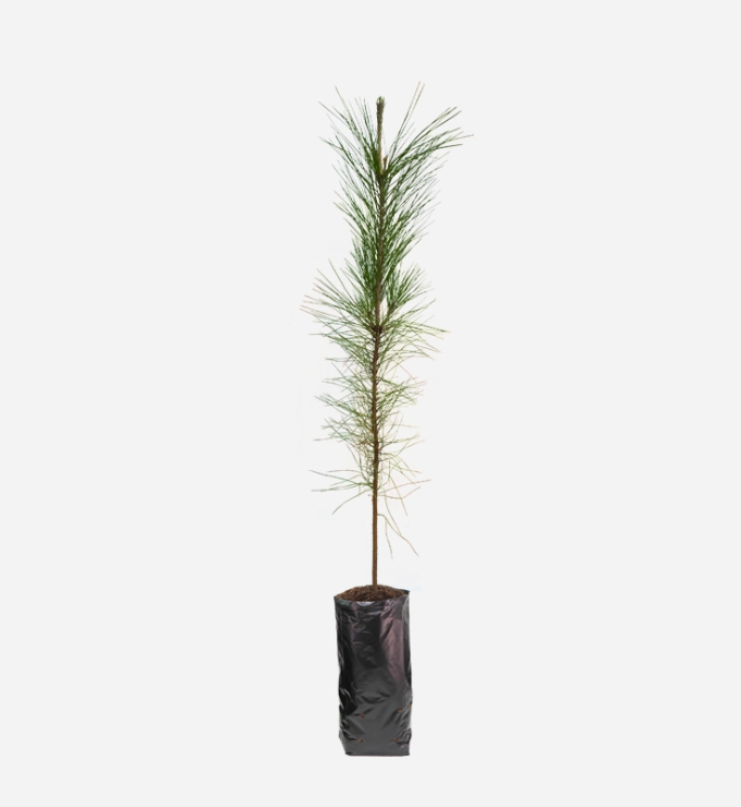 Planta de Pino Pátula de 40cm de altura.
