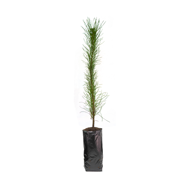 Planta de Pino Radiata