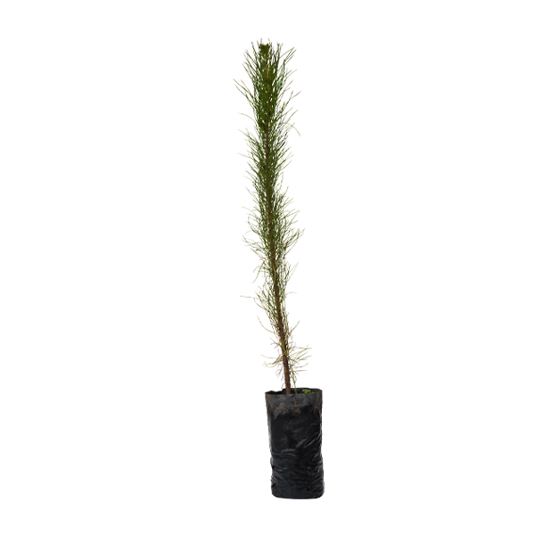 Planta de Pino Radiata