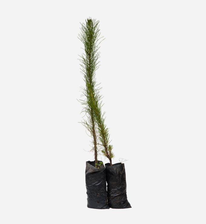 Planta de Pino Radiata de 40cm de altura.