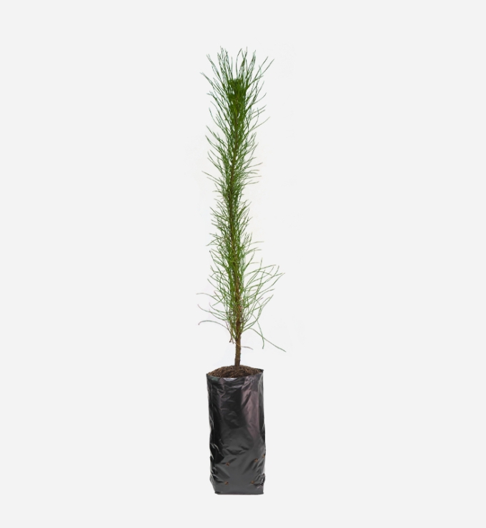 Planta de Pino Radiata de 40cm de altura.