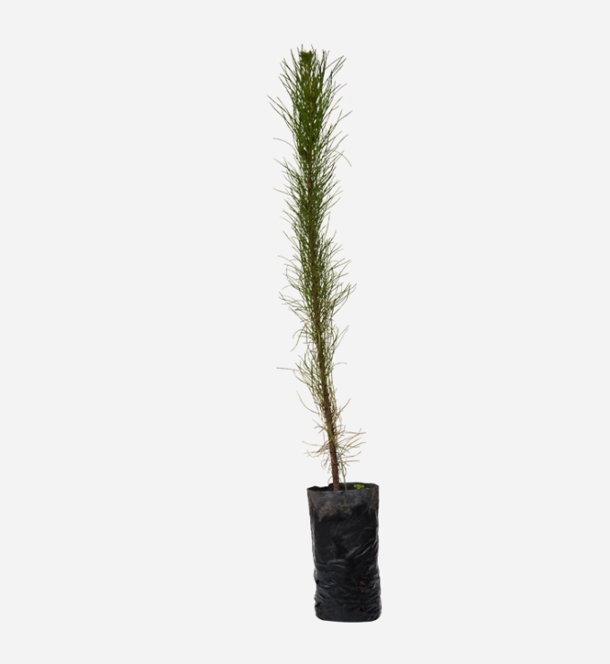 Planta de Pino Radiata de 40cm de altura.