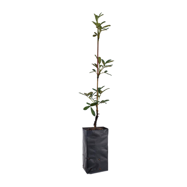 Planta de Queuña