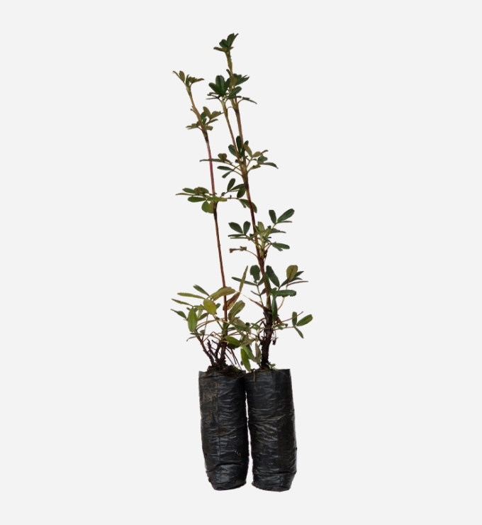 Planta de Queuña de 40cm de altura.