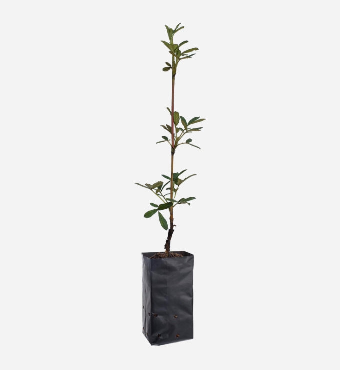Planta de Queuña de 40cm de altura.