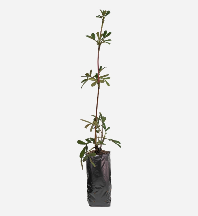 Planta de Queuña de 40cm de altura.