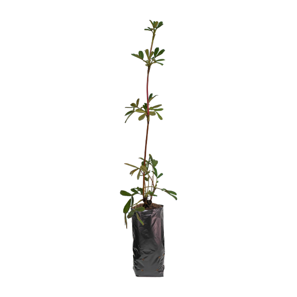 Planta de Queuña