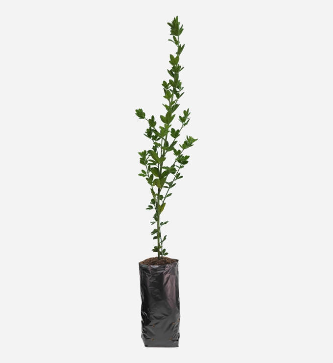 Planta de Ceticio