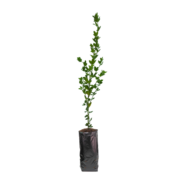 Planta de Ceticio