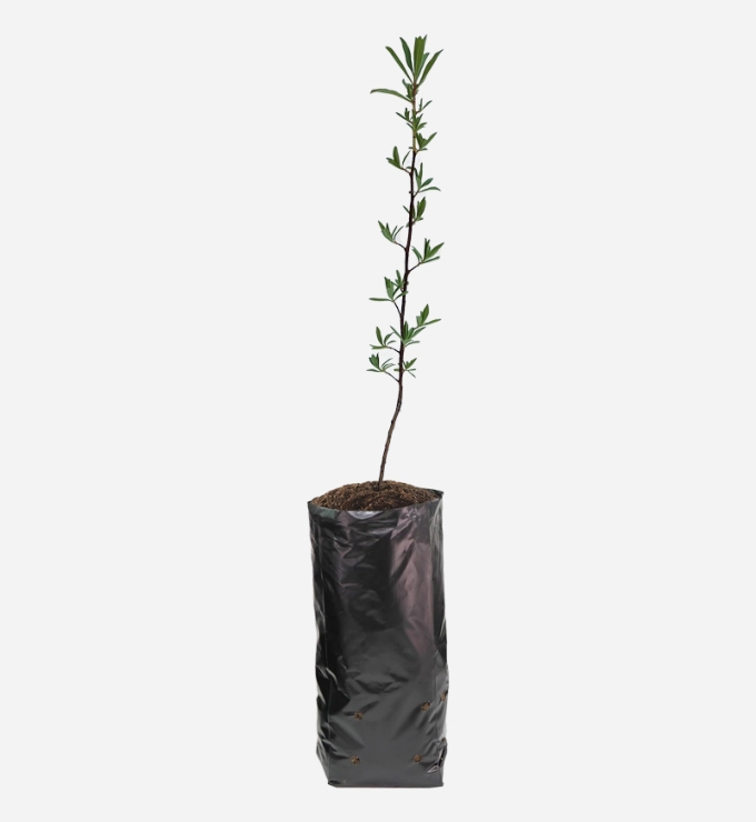 Planta de Chachacomo de 40cm de altura.
