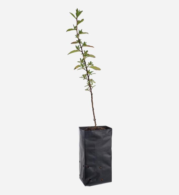 Planta de Chachacomo de 40cm de altura.