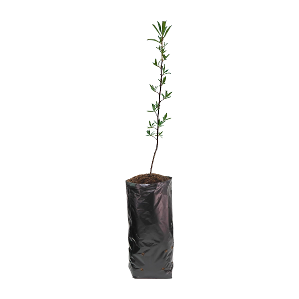 Planta de Chachacomo