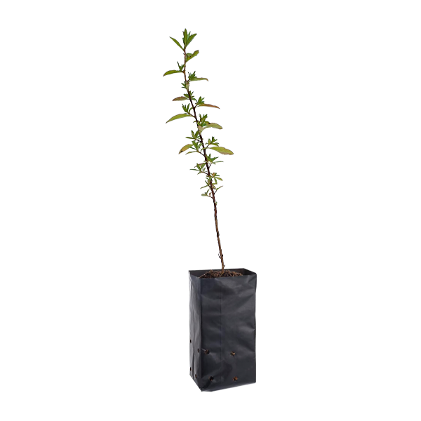 Planta de Chachacomo