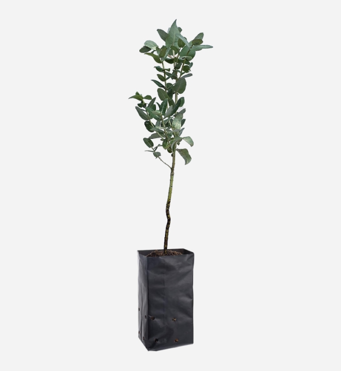 Planta de Eucalipto