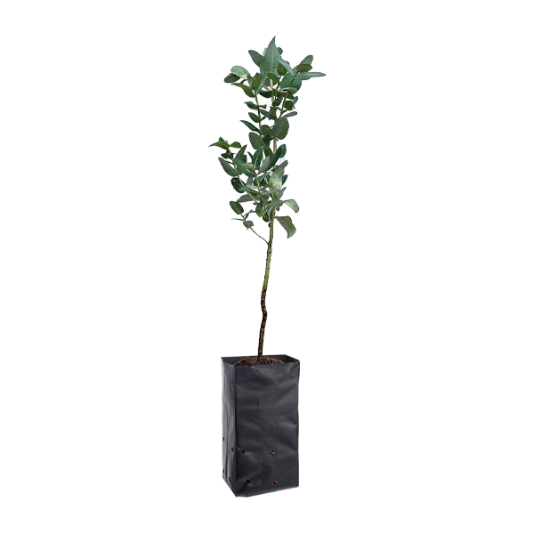 Planta de Eucalipto