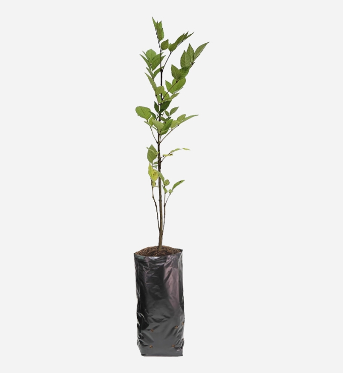 Planta de Fresno