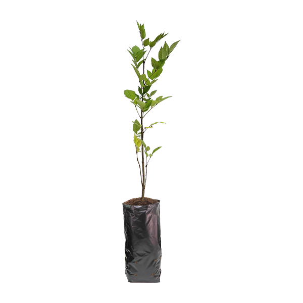 Planta de Fresno