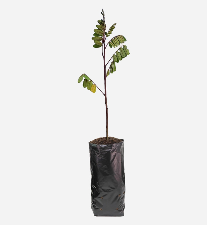 Planta de Mutuy