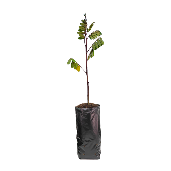 Planta de Mutuy