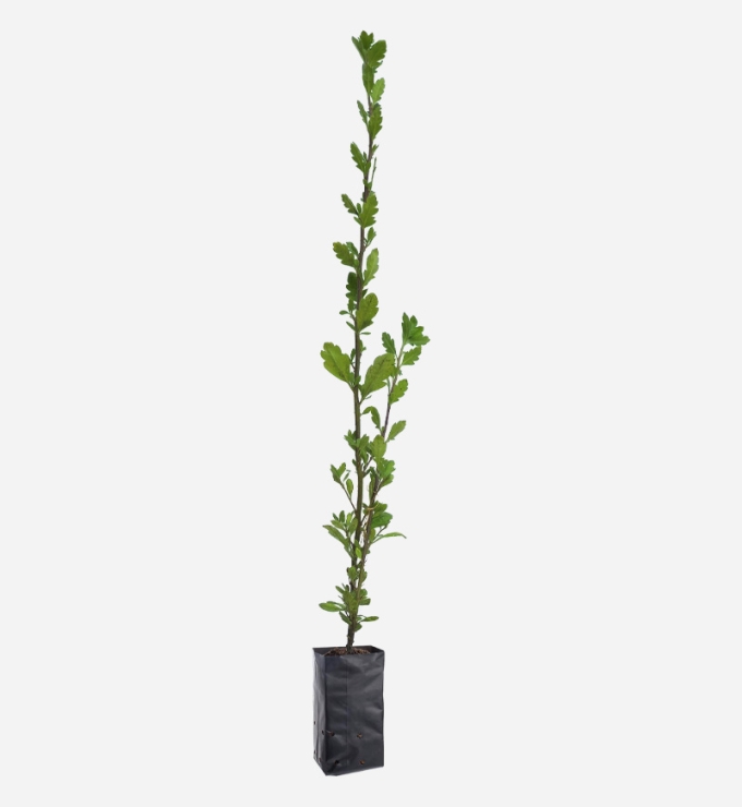 Planta de Qantu