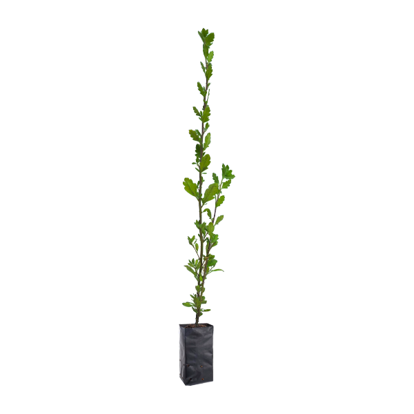Planta de Qantu