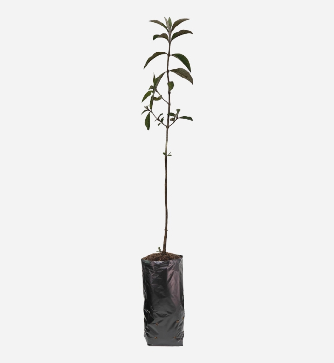 Planta de Quishuar de 40cm de altura.