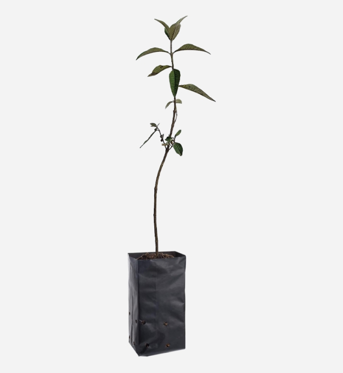 Planta de Quishuar de 40cm de altura.
