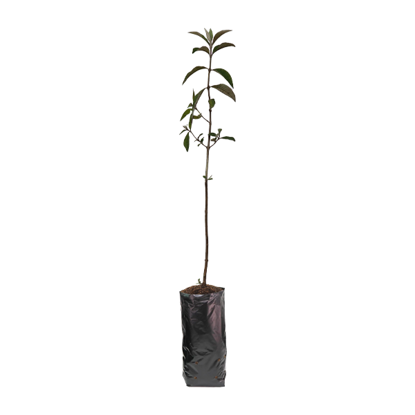 Planta de Quishuar