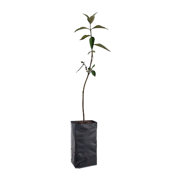 Planta de Quishuar