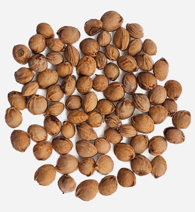 Semilla de ​Capulí
