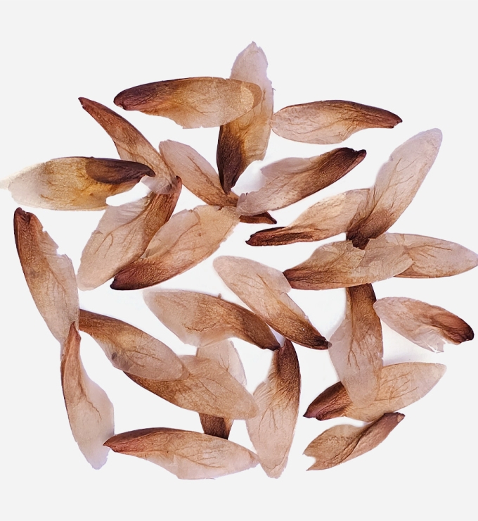 Semilla de Cedro
