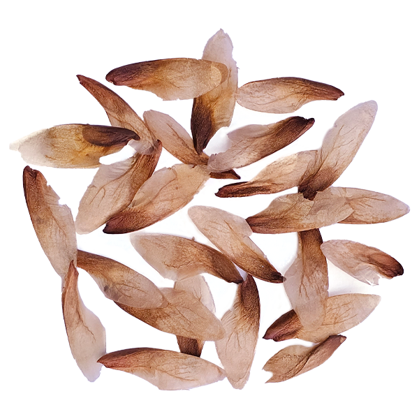 Semilla de Cedro