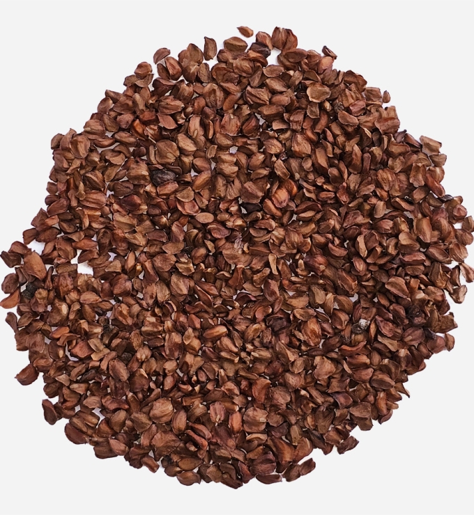 Semilla de Ciprés