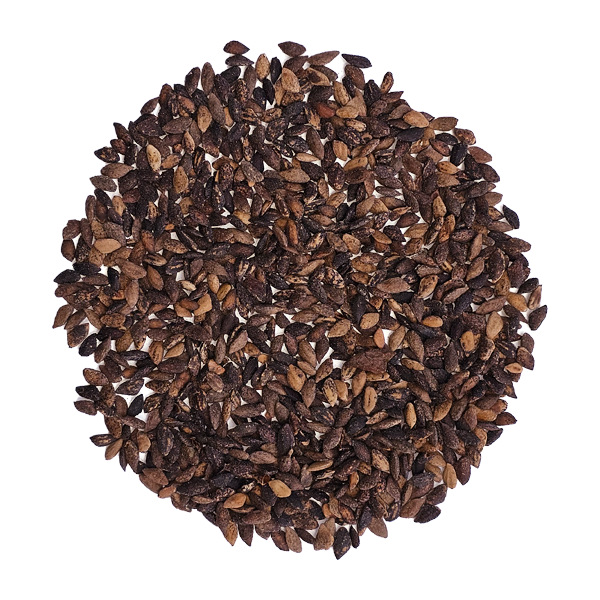 Semilla de Pino Patula
