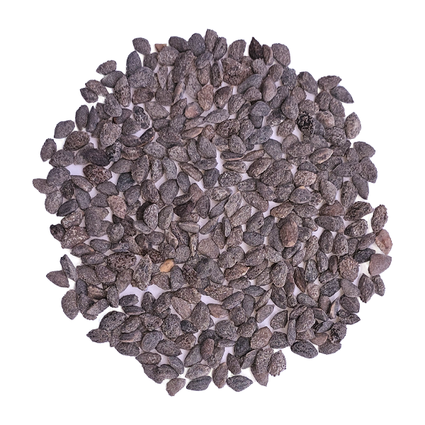 Semilla de Pino Radiata