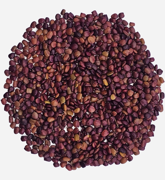 Semilla de Retama