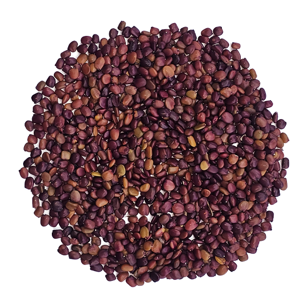 Semilla de Retama